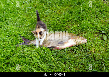 Little tabby kitten climbs over big bream fish on green grass. Fishing catch food. Stock Photo