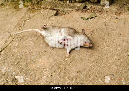 Dead rat with blood wound and yellow tooth lie on concrete cellar entrance. Stock Photo