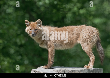 Dhole or Indian Wild Dog-Cuon alpinus. Stock Photo