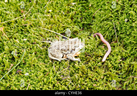 common european garlic spadefoot toad pelobates fuscus frog and earthworm  worm food on moss Stock Photo