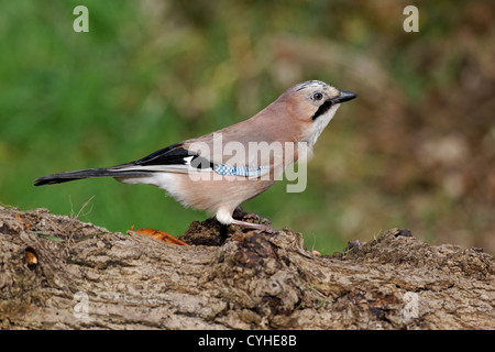 Jay, Garrulus glandarius, single bird on log, Warwickshire, October, 2012 Stock Photo