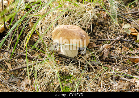 porcino penny bun boletus edulis cep mushroom closeup in autumn forest. Stock Photo