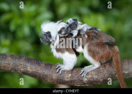 cotton-top tamarin (Saguinus oedipus) adult with twin young gripping on with hands and tail Stock Photo