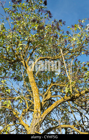 Common elder (Sambucus nigra) Stock Photo