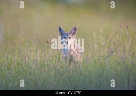 A curious coyote pup, Western Montana Stock Photo