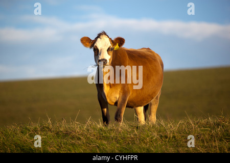 Cow in Field Stock Photo