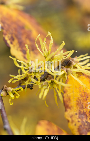 American witch hazel (Hamamelis virginiana) Stock Photo