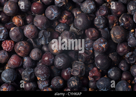 dried juniper berry closeup background Stock Photo