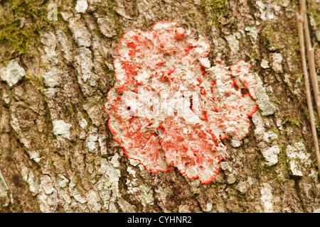 Red-Blanket Lichen (Chidecton sanguieneum) at Everglades National Park, Florida, USA Stock Photo