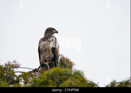 A Juvenile Bald Eagle perched in a Cypress tree on the shores of the Haines Creek River in Lake County Leesburg, Florida USA Stock Photo