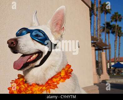 White German Shepherd wearing Doggles on walkway at beach Stock Photo