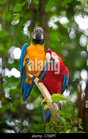 Two Macaws standing on a branch in the jungle Stock Photo