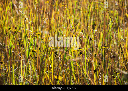 Autumn daisy and grass meadow, Delaware, USA Stock Photo