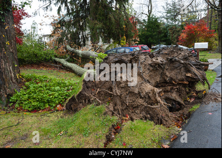 USA 30 Oct 2012 Hurricane force wind damage from tropical superstorm Hurricane Sandy uproots trees like this oak in Chappaqua NY Stock Photo