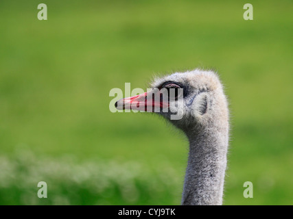 Male ostrich( (Struthio camelus) at the Cape Point Ostrich Farm,Western Cape, South Africa Stock Photo