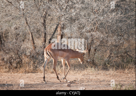 Male impala in the Kruger National Park Stock Photo