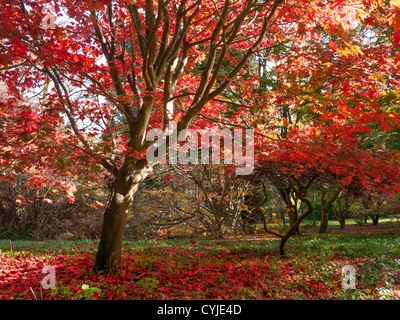 Acer trees and leaves, common name Maple, in full Autumn colour in Winkworth Arboretum, Surrey, UK Stock Photo