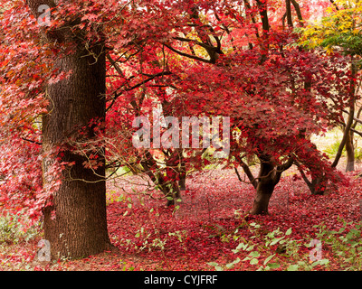 Acer trees and leaves, common name Maple, in full Autumn colour in Winkworth Arboretum, Surrey, UK Stock Photo