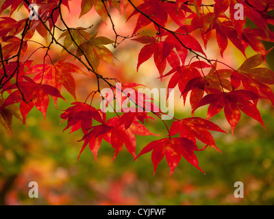 Acer leaves, common name Maple, in full Autumn colour background in Winkworth Arboretum, Surrey, UK Stock Photo