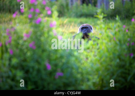 Gorilla at London Zoo Regent Park, England, Great Britain, UK, Europe Stock Photo