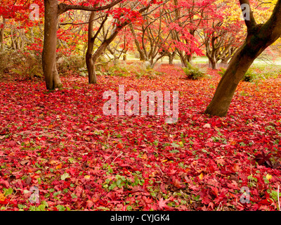 Acer trees and leaves, common name Maple, in full Autumn colour  in Winkworth Arboretum, Surrey, UK Stock Photo