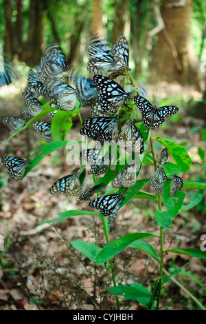 group of tiger butterflies in the  forest Stock Photo