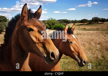 Landscape with Portuguese breed of horses pasturing under blue sky Stock Photo