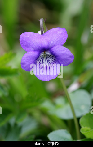 Common Dog Violet - Viola riviniana Stock Photo