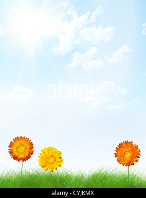 Letter frame made from flowers in grass. Vertical conceptual background Stock Photo