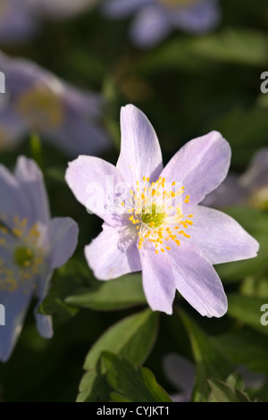 Anemone nemorosa 'Robinsoniana' Stock Photo