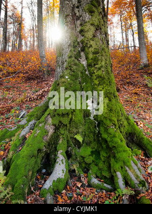 Strong old tree covered in green moss Stock Photo