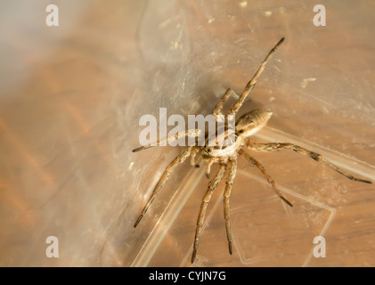 Awesome Wolf Spider Stock Photo