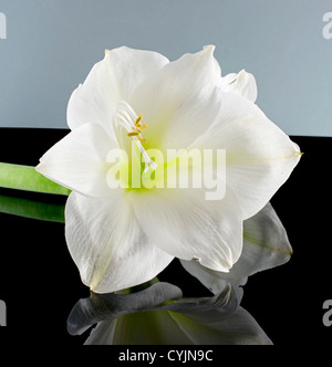 white amaryllis on dark black and grey background Stock Photo
