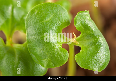 Seedling of Pomegranate (Punica granatum) in close-up view Stock Photo