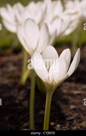 Colchicum speciosum 'Album' Stock Photo