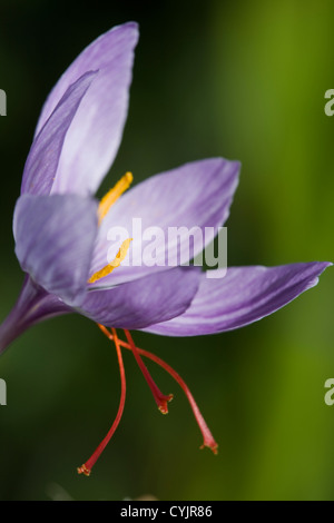 Crocus sativus Stock Photo