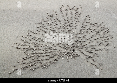 Patterns made by Ghost Sand Crabs on beach, Nexus Resort & Spa Karambunai, Kota Kinabalu, Sabah, Borneo, Malaysia, Southeast Asia Stock Photo
