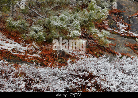 A dusting of snow on blueberry shrubs and pine, Greater Sudbury, Ontario, Canada Stock Photo