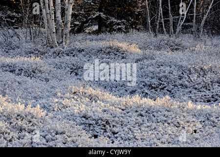 A dusting of early snow on grasses and trees, Greater Sudbury, Ontario, Canada Stock Photo