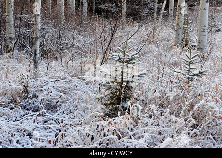 A dusting of early snow on grasses and trees, Greater Sudbury, Ontario, Canada Stock Photo