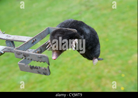 A mole is catched by an exterminator in the garden Stock Photo