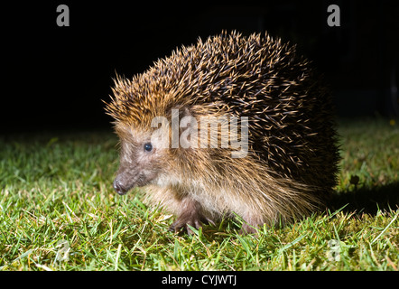 A hedgehog is walking in the grass in the dark in a garden Stock Photo