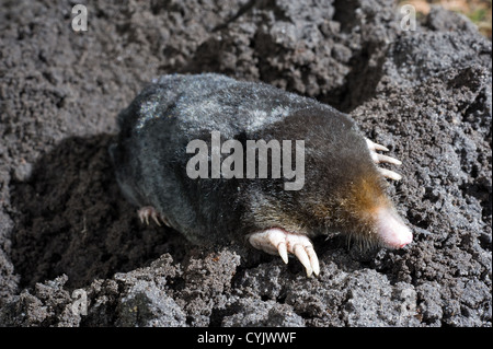 A mole is crawling through the sand Stock Photo