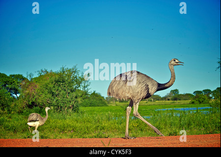 Greater Rhea (Rhea americana), Corrientes, Argentina, South America ...