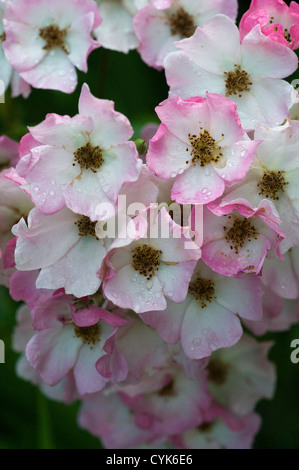 Rosa Penelope, shrub rose Stock Photo - Alamy