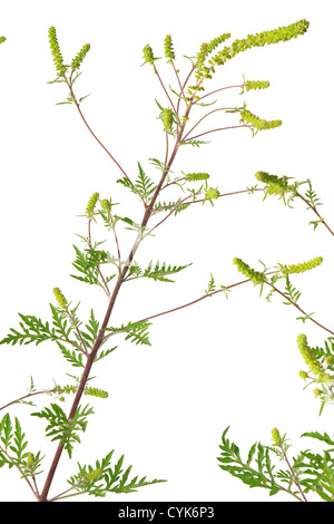 Ambrosia artemisiifolia, Common Ragweed in flowers // Ambroisie à feuilles d'armoise, Ambroisie élevée, Herbe à poux Stock Photo