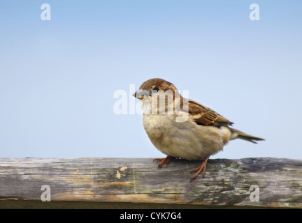 House Sparrow (Passer domesticus), female sitting on a wooden fence Stock Photo