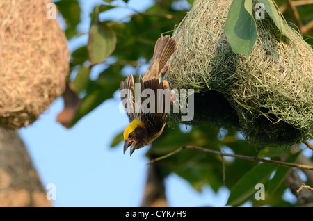 beautiful male baya weaver (Ploceus philippinus) nesting Stock Photo