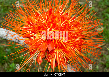 Flame of Panama flower (Brownea macrophylla), Belize Botanic Gardens Stock Photo