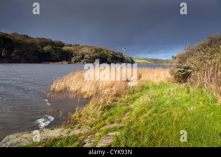 Loe Pool; near Degibna; Cornwall; UK Stock Photo